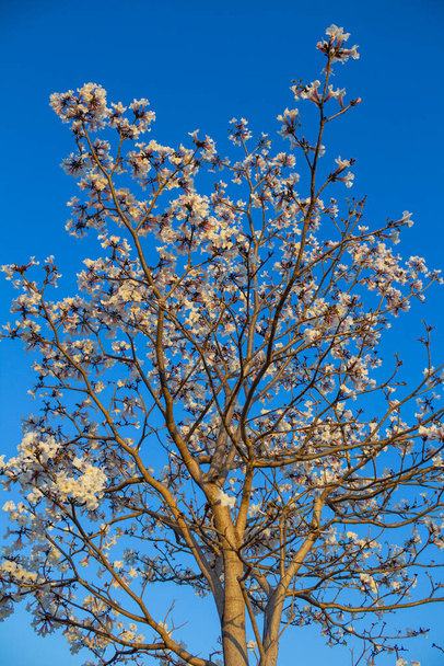 Ipe florecido blanco con cielo azul en el fondo. Tabebuia roseo-alba - Foto, Imagen