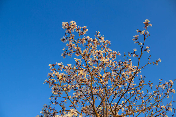Ipe ramas con flores blancas con el cielo azul en el fondo. Tabebuia roseo-alba. - Foto, Imagen