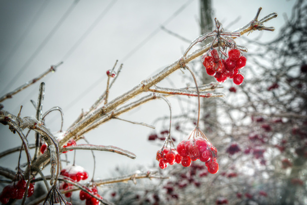 Punainen pihlaja puu talvella metsässä - Valokuva, kuva