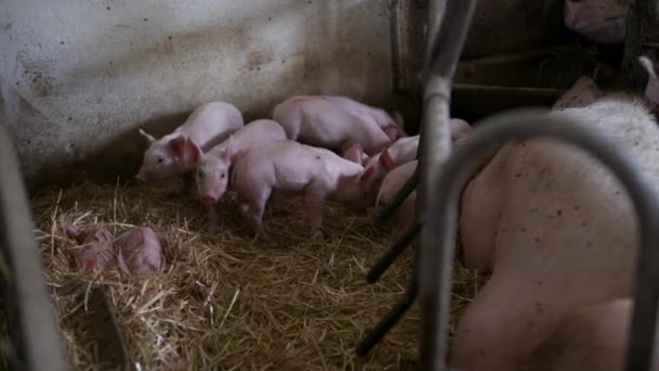 Pigs on Livestock Farm. Pig Farming. Young Piglets at Stable. - Footage, Video