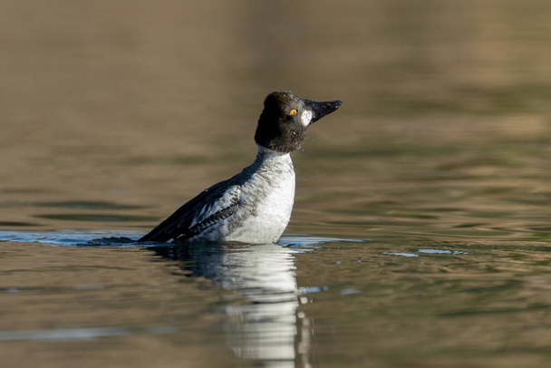 A common goldeneye shakes off water after a dive in Coeur d'A'lene, Idaho. - Photo, Image