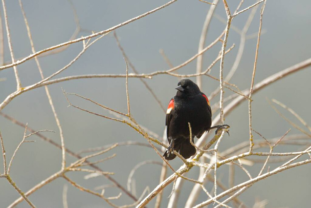 A red winged blackbird is perched on a small branch in Hauser, Idaho. - Photo, Image
