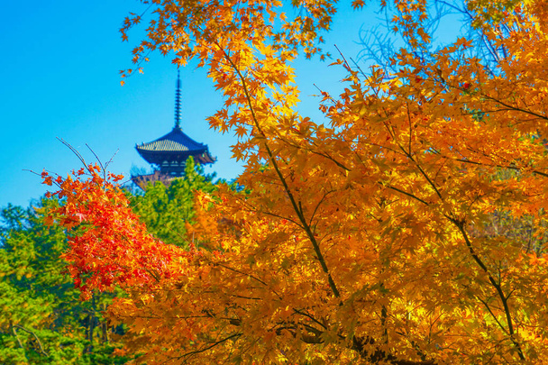 Sonbahar yaprakları ve beş katlı bir pagoda (Yokohama Sankei Bahçesi) - Fotoğraf, Görsel