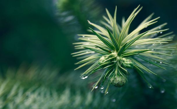 Araucaria kozalaklı bitkinin genç yeşil dalı Araucariaceae familyasından ebediyen yeşil kozalaklı ağaçlar.. - Fotoğraf, Görsel