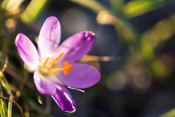 Ένα πορτραίτο ενός ανοιχτού μοβ λουλουδιού κρόκου που χτυπήθηκε με κάποιο όμορφο φως του ήλιου σε ένα θολό φόντο σε έναν κήπο. Το πορτοκαλί γουδοχέρι του λουλουδιού είναι ορατό.. - Φωτογραφία, εικόνα