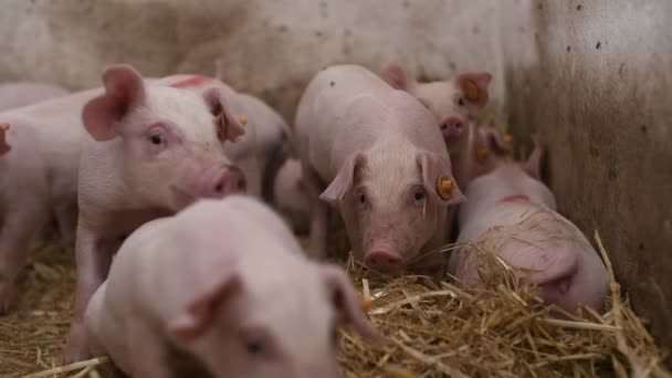 Pigs on Livestock Farm. Pig Farming. Young Piglets at Stable. - Footage, Video