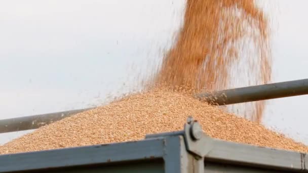 Hasatçı gökyüzüne tahıl boşaltıyor - Video, Çekim