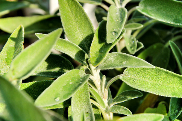 Свіже і красиве листя сальвії
 - Фото, зображення