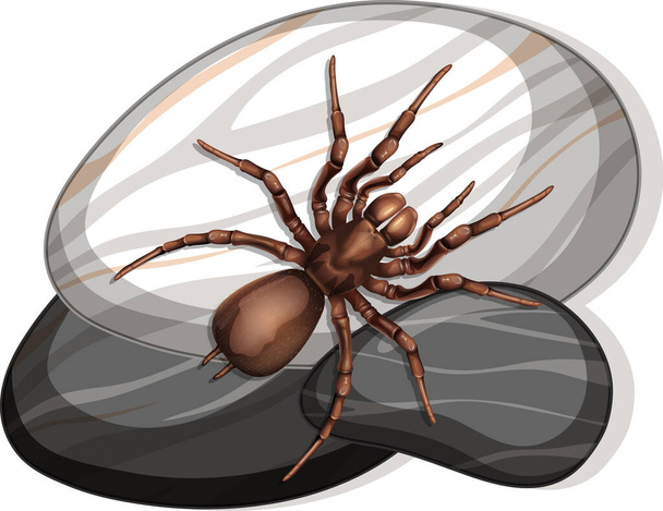 Beyaz arkaplandaki taşın üzerindeki örümceğin üst görünümü - Vektör, Görsel