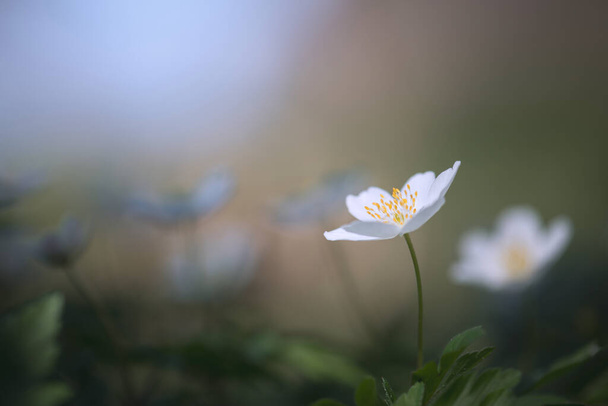wood anemone (anemone nemorosa) soft focus - Photo, Image