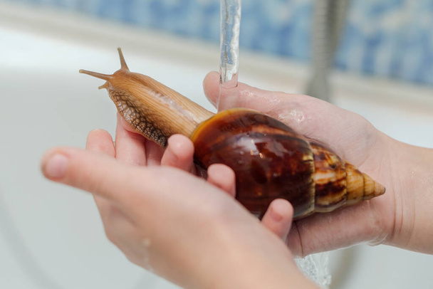 banhar o caracol Achatina em água corrente - Foto, Imagem
