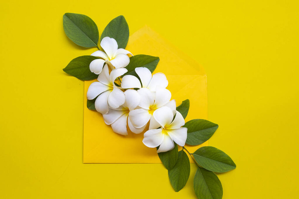bílá květy frangipani místní flóra Asie ve žluté obálce uspořádání plochý ležel pohlednice styl na pozadí žluté - Fotografie, Obrázek
