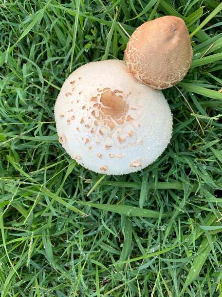 Valkoisten ja ruskeiden ruohoisten sienten lähikuva asuinympäristössä - Valokuva, kuva