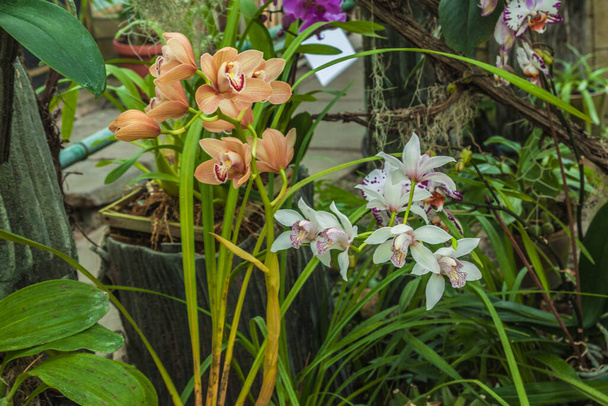 цветущие гибридные орхидеи дендробиум фаленопсис и фаленопсис в теплице. - Фото, изображение