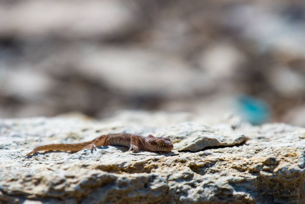 Even-fingered gecko genus Alcophyllex or squeaky gecko in wild nature - Photo, Image