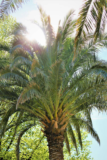 palmeiras na praia - Foto, Imagem