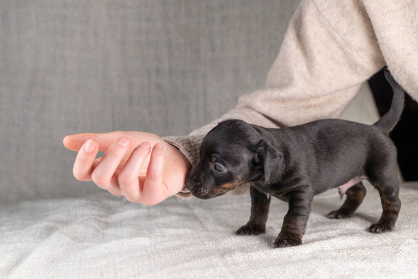 Vijf weken oude Jack Russel puppy in felle kleur. Een vrouwenhand klopt de hond geruststellend. Selectieve focus - Foto, afbeelding