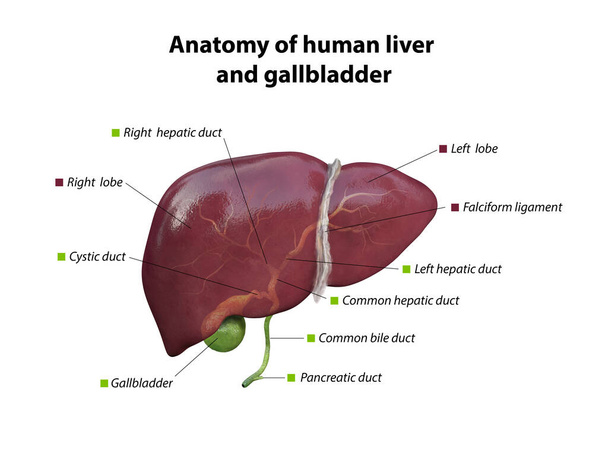 estrutura anatômica do fígado e da vesícula biliar. órgão do sistema hepático, fígado humano para medicamentos, farmácia e design de educação. Renderização 3D, Ilustração - Foto, Imagem