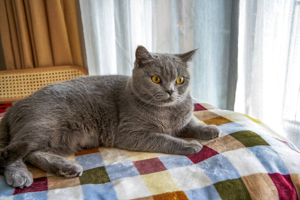 Симпатичная голубая кошка по-британски Shorthair крупным планом - Фото, изображение