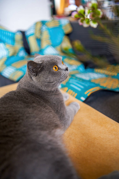 Симпатичная голубая кошка по-британски Shorthair крупным планом - Фото, изображение
