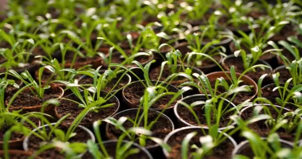 Topfpflanzen wachsen im Gewächshaus - Filmmaterial, Video