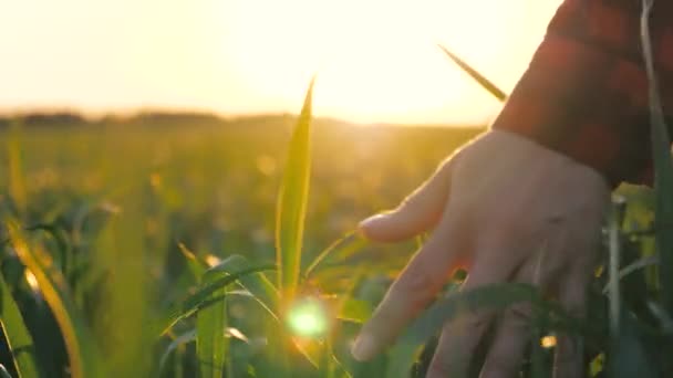 Woman farmer walks through a wheat field at sunset, touching green ears of wheat with his hands. Agriculture concept. A field of ripening wheat in warm sun. Young business woman inspects her field. - Séquence, vidéo
