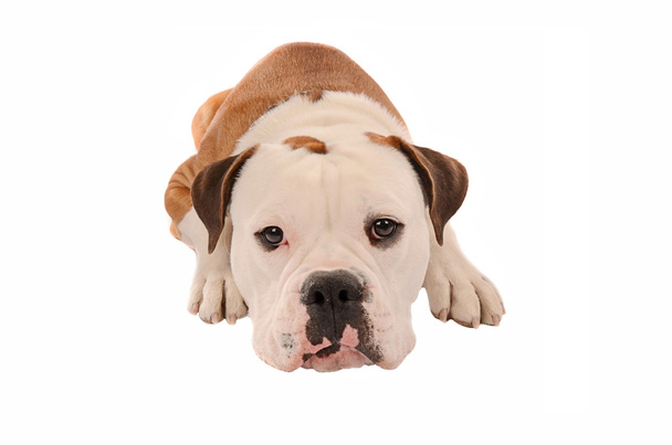 Adorable bulldog laying down on a white background - Foto, Imagen