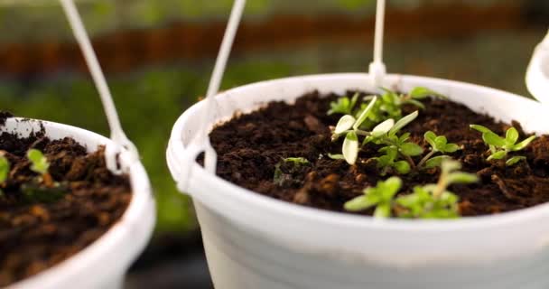 Plantes en pot sur la table en serre - Séquence, vidéo