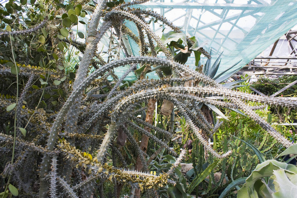 Alluaudia procera cactus - листяна соковита рослина з Мадагаскару - Фото, зображення