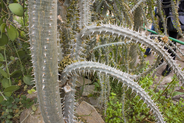 Alluaudia procera cactus - листовидное суккулентное растение с Мадагаскара - Фото, изображение