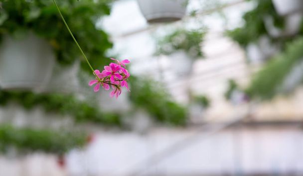 Hermosas plantas de invernadero en primavera, negocio botánico - Foto, Imagen
