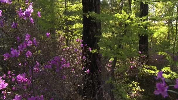 Impenetrable thickets in the taiga. Wild nature. Pine trees, ate. Far East. Rhododendron is of woody plants in the heath family (Ericaceae), and found mainly in Asia, although it is also widespread throughout lowland and montane forests in the Pacifi - Footage, Video