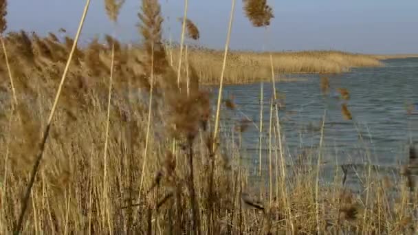 Obyčejný rákos na břehu jezera. Reed neboli ocheret (Phragmites australis) je (do 4 m) trvalá bylina, jeden z nejrozšířenějších druhů kvetoucích rostlin - Záběry, video