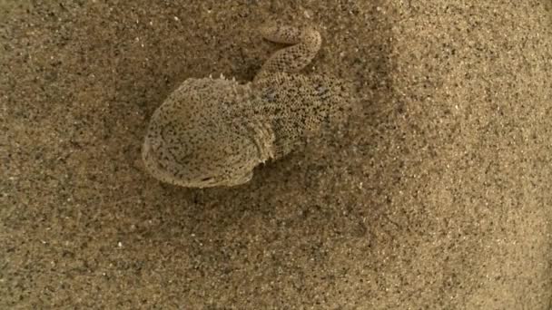Agama de cabeza de sapo manchado de orejas (Phrynocephalus mystaceus). La longitud del cuerpo con una cola es de hasta 25 cm. El lagarto vive en áreas con dunas de arena en su mayoría desnudas. Las madrigueras cavan en las laderas de las dunas - Imágenes, Vídeo