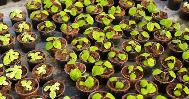 Plantas em vaso que crescem em Greenhouse Agriculture - Filmagem, Vídeo