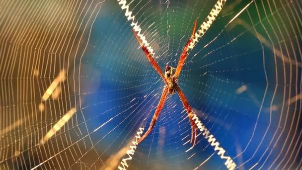 Павук, що тримає мережу з сонячним світлом, Чіангмай Таїланд. - Кадри, відео