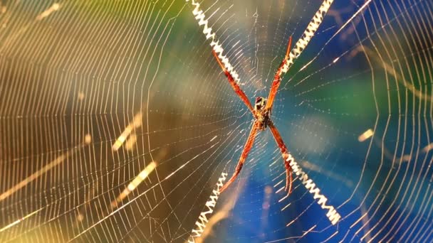 Spider κρατώντας το διαδίκτυο με το φως του ήλιου, Chiangmai Ταϊλάνδη - Πλάνα, βίντεο