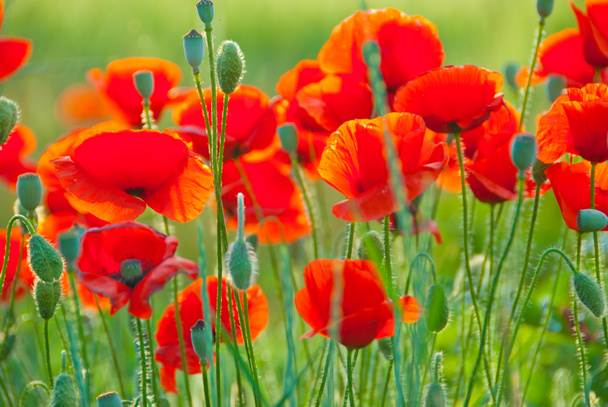 Vibrant blooming poppy field in June - Photo, Image