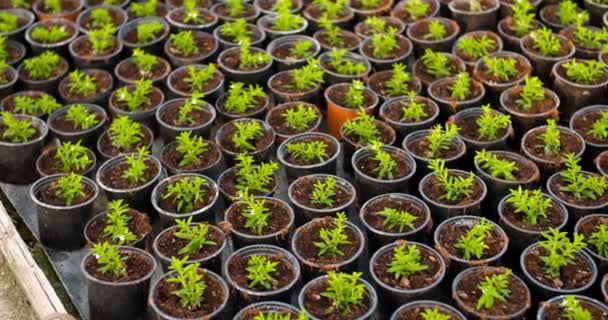 Plantas en maceta que crecen en la agricultura de invernadero - Imágenes, Vídeo