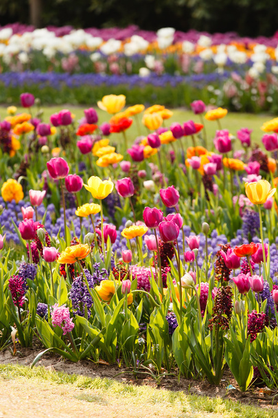 Spring garden - Foto, Imagen