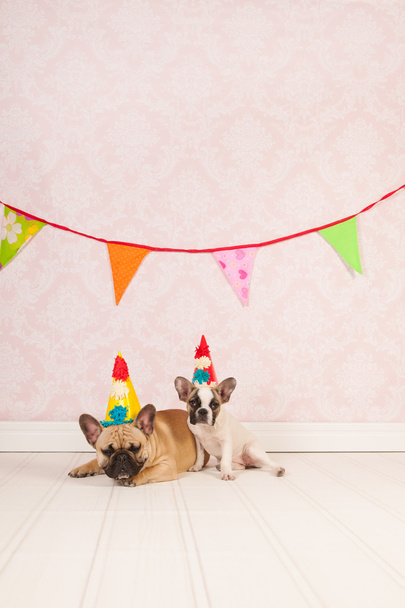 Birthday dogs - Foto, afbeelding