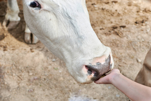 Vaca comiendo de la mano de un chico - Fotoğraf, Görsel