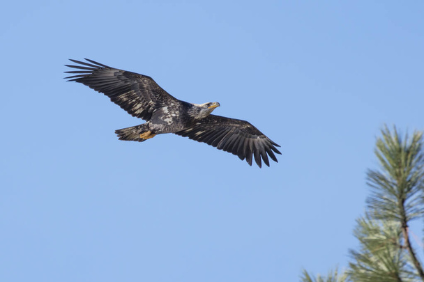 Незрелый лысый орлан парит в ярко-голубом небе на севере Айдахо. - Фото, изображение