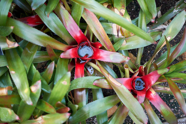 Neoregelia carolinae 'nin renkli yaprakları  - Fotoğraf, Görsel