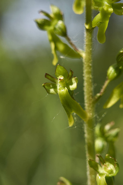 Neottia ovata, blühende terrestrische Orchidee - Foto, Bild