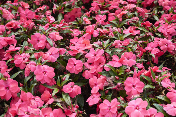 kolorowe kwiaty Impatiens Nowa Gwinea roślin - Zdjęcie, obraz