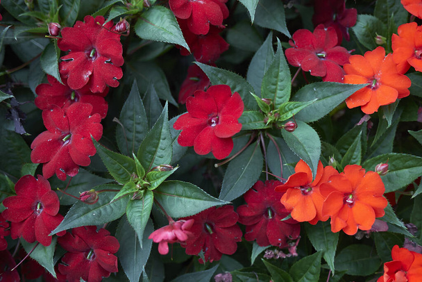 flores rojas de plantas de Impatiens Nueva Guinea - Foto, Imagen