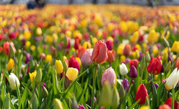 Tulipány v Middelharnis, Nizozemsko - Fotografie, Obrázek