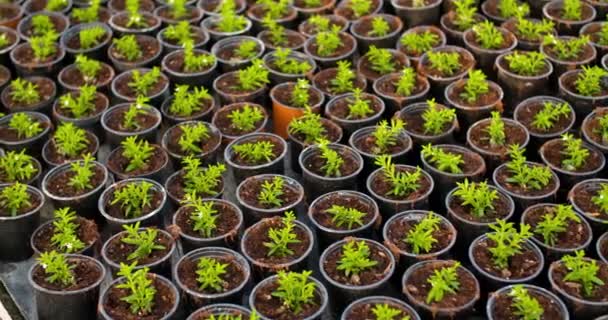 Topfpflanzen wachsen im Gewächshaus - Filmmaterial, Video
