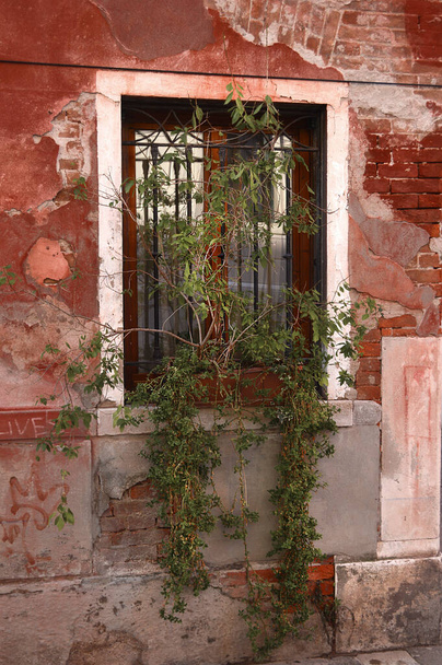 Τείχος ενός παλιού σπιτιού στη Βενετία. Παράθυρο με πέργκολα και πράσινο αναρριχητικό φυτό σε γλάστρα. Ιταλία. - Φωτογραφία, εικόνα